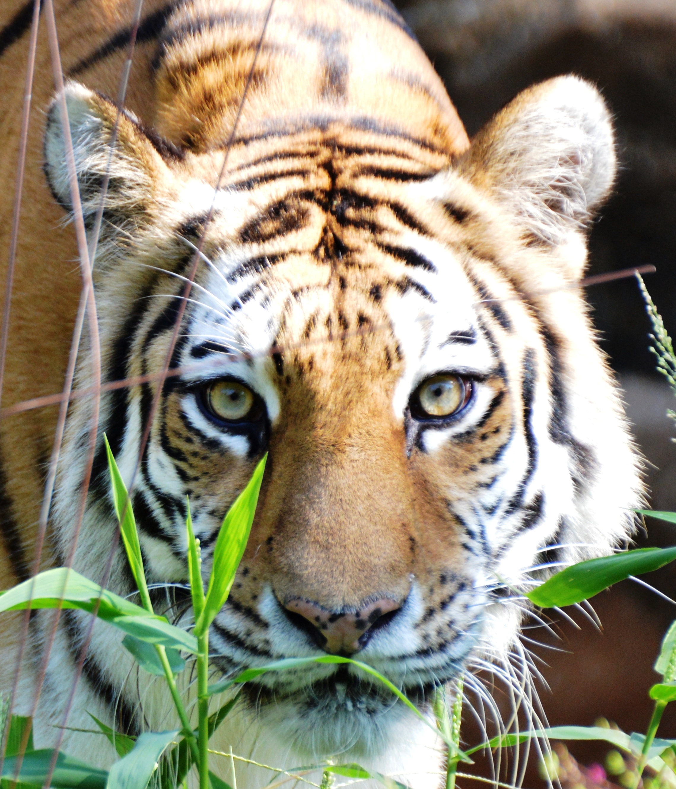 Cat - Tiger - Columbia Zoo - 2014 07 - 09